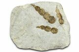 Dinosaur (Grallator) Track - Negative Impression #366856-1